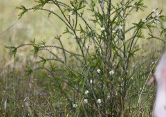 Melaleuca squarrosa