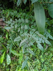 Aralia