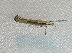 Plutella xylostella