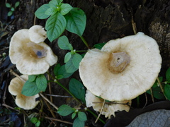 Lentinus sajor-caju