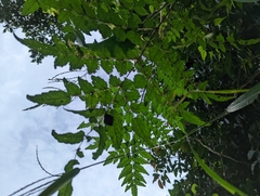 Aralia