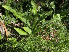 Nephrolepis cordifolia