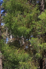 Callitris macleayana