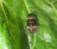 Phytomia