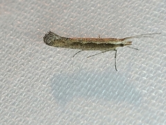 Plutella xylostella