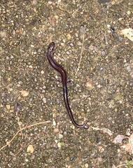 Plethodon