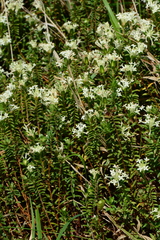 Pimelea linifolia