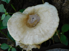 Lentinus sajor-caju