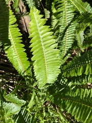 Nephrolepis cordifolia