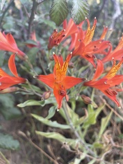 Alstroemeria ligtu