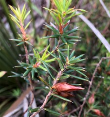Stenanthera conostephioides