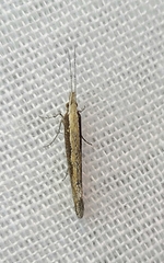 Plutella xylostella