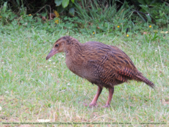 Gallirallus australis australis