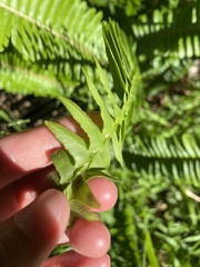 Nephrolepis cordifolia