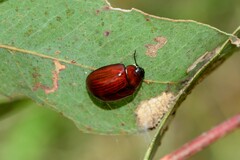 Paropsisterna rufobrunnea