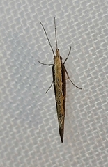 Plutella xylostella
