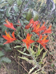 Alstroemeria ligtu