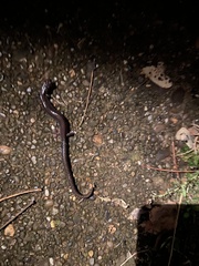 Plethodon