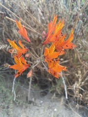 Alstroemeria ligtu