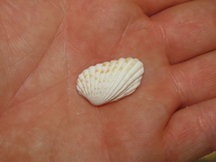 Cardites floridanus