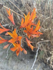 Alstroemeria ligtu
