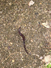 Plethodon