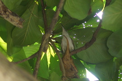 Campylorhynchus griseus