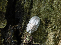 Drosicha