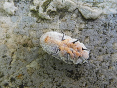 Drosicha