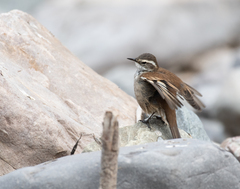 Cinclodes atacamensis