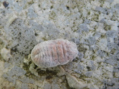 Drosicha