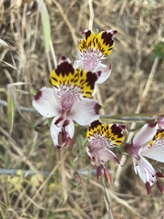 Alstroemeria pulchra