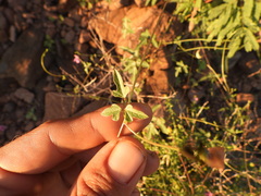 Phaseolus filiformis