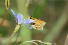 Taractrocera papyria