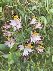 Alstroemeria pulchra
