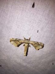Apatelodidae