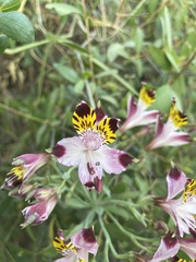 Alstroemeria pulchra