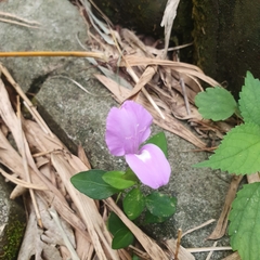 Dicliptera tinctoria