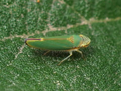Graphogonalia evagorata