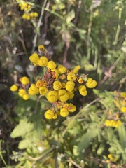 Calceolaria thyrsiflora