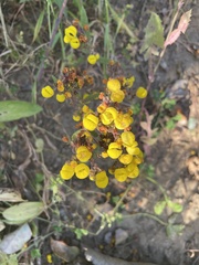 Calceolaria thyrsiflora