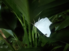 Sericoptera