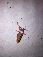 Edebessa purens