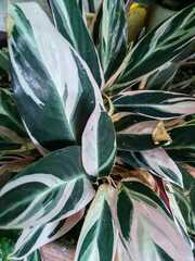 Aglaonema commutatum