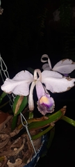 Cattleya trianae