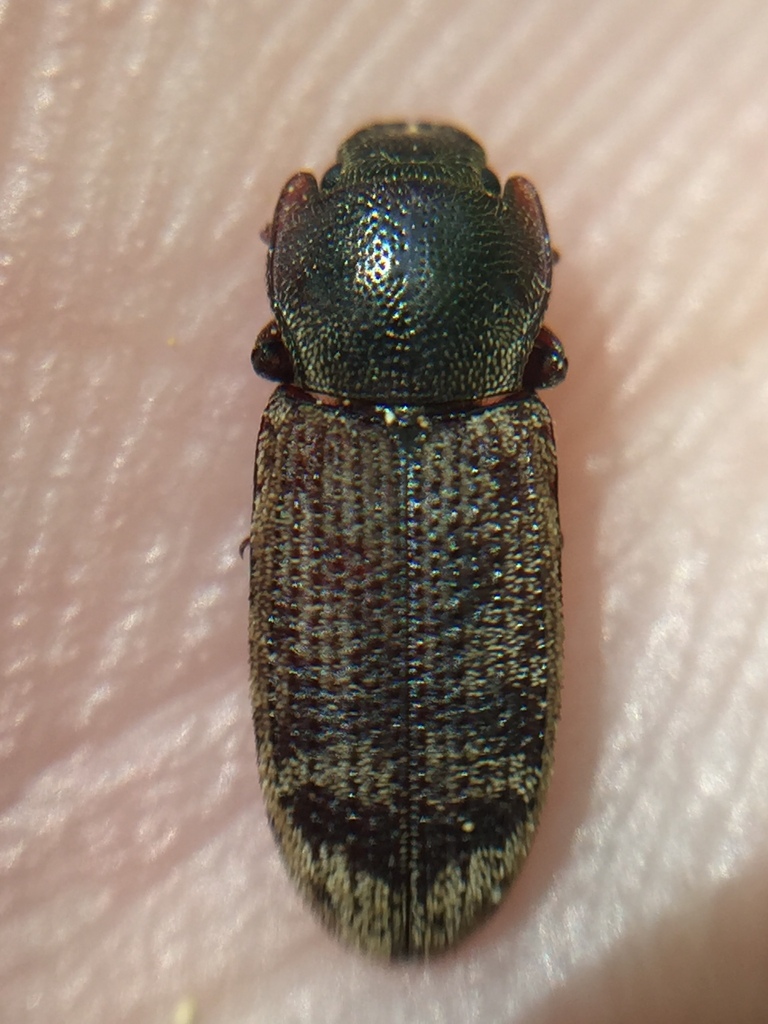 Phanodesta brounii