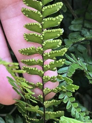 Adiantum cunninghamii