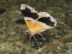 Pingasa ruginaria