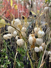 Physalis longifolia subglabrata