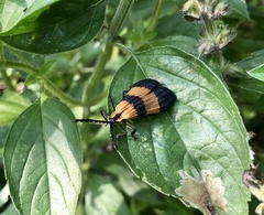 Calopteron bifasciatum
